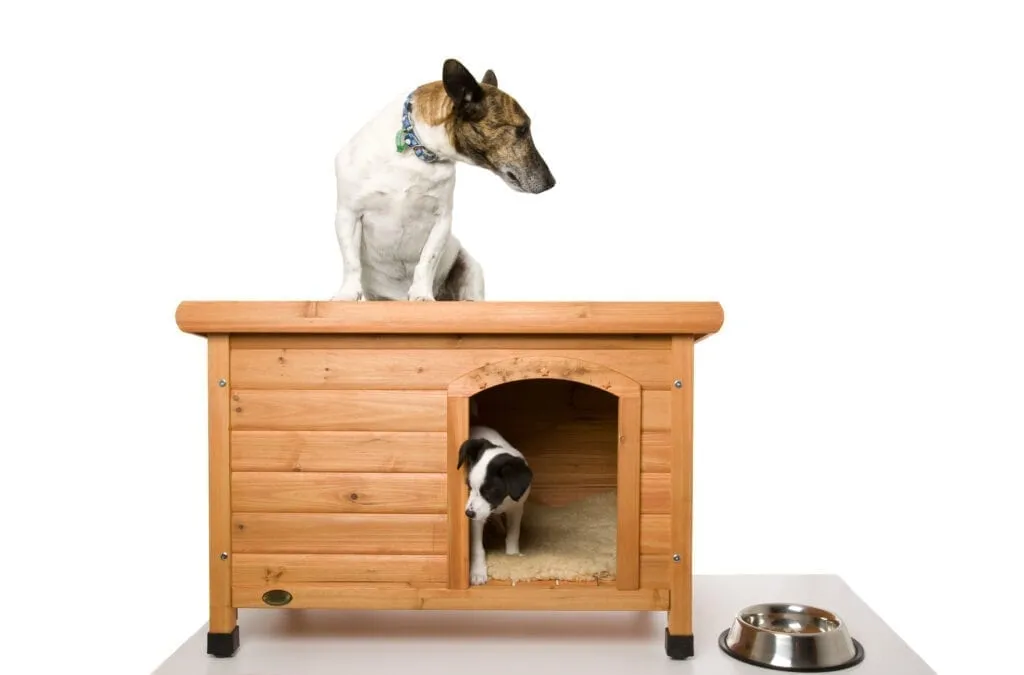 Bailey Pet Furniture With Hidden Storage: Crazy or Practical?