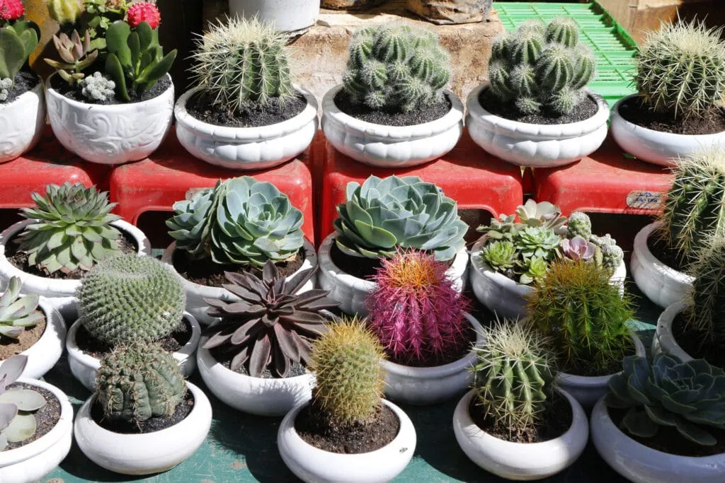 9 Easy Indoor Plants You Can Buy Online
