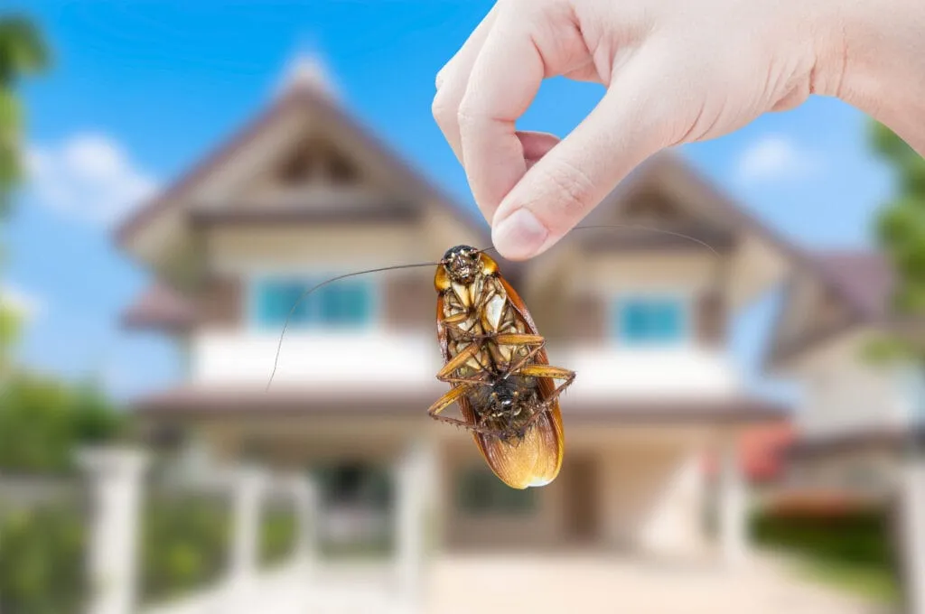Common House Bugs: How to Identify Household Pests