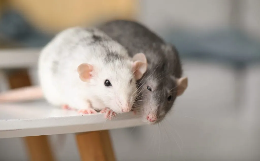 How to Get Rid of Mice in 5 Steps
