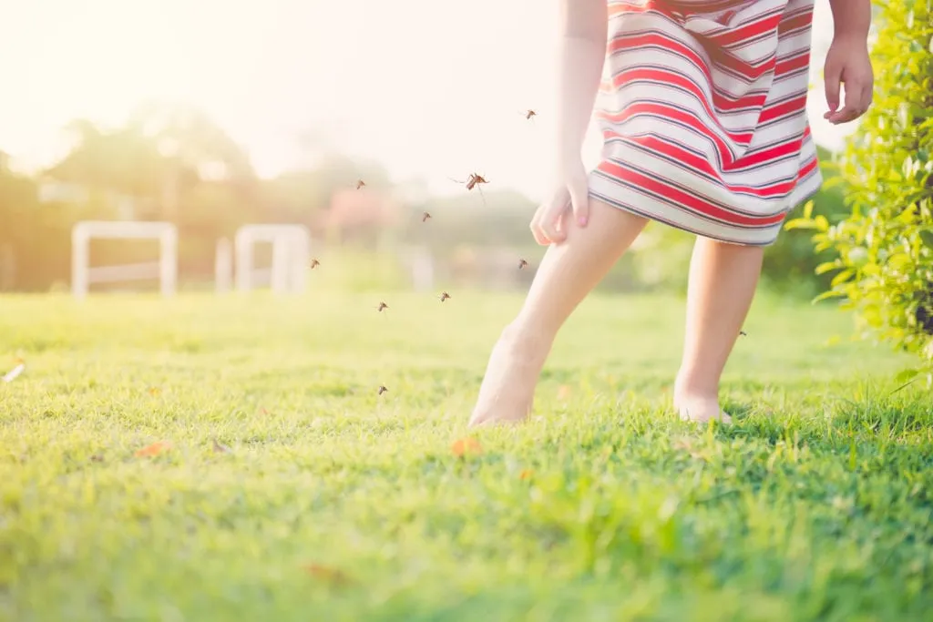 How To Keep Mosquitoes Away From Your Home for Good