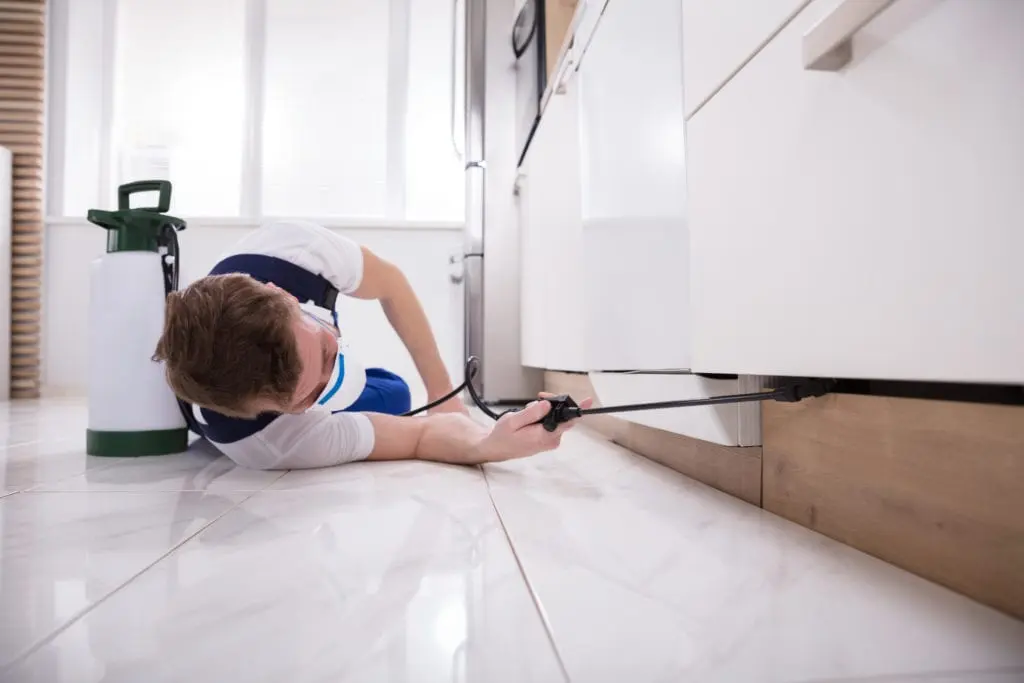 How to Get Rid of Cockroaches