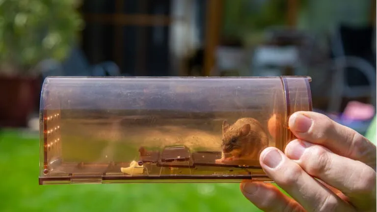 The Best Mouse Traps of 2023