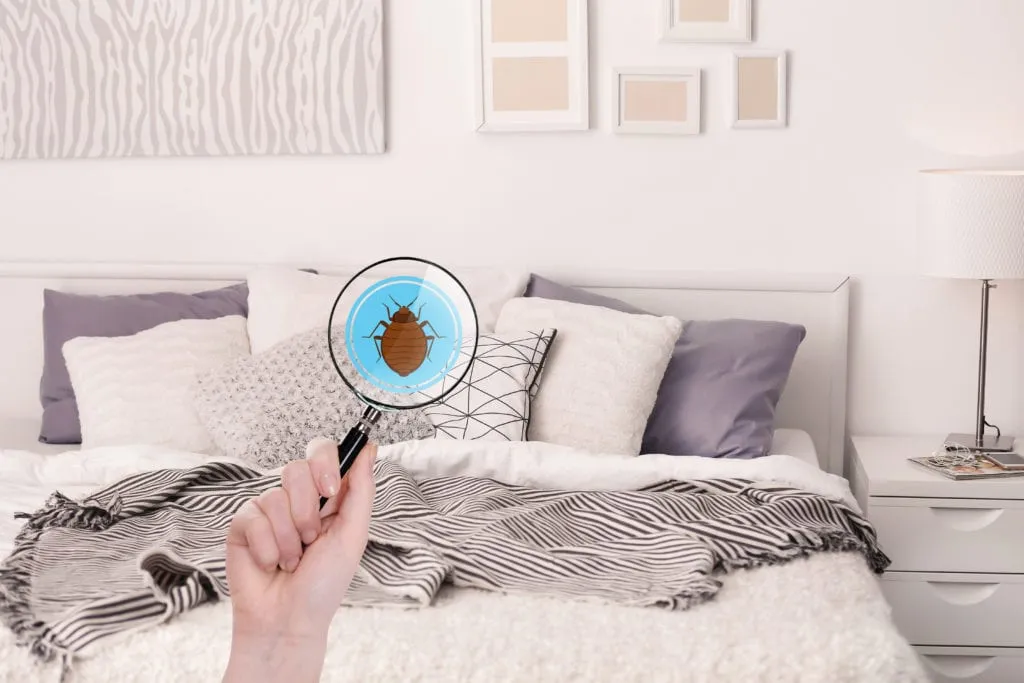 How to Get Rid of Bed Bugs