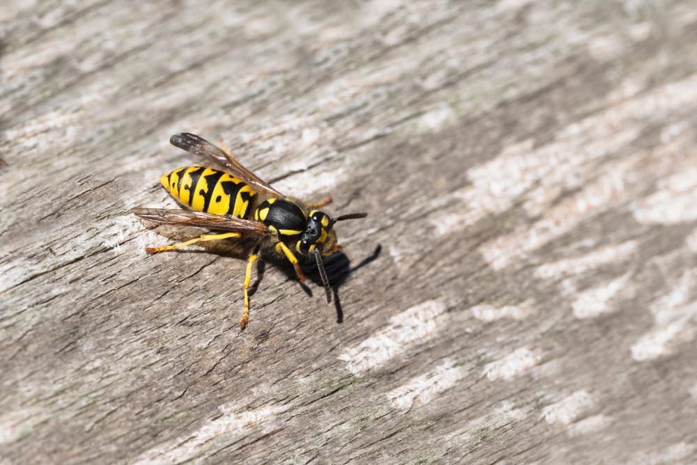 An up-close shot of a yellow jacket