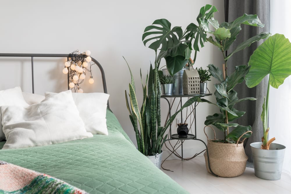 Plants on bedside table