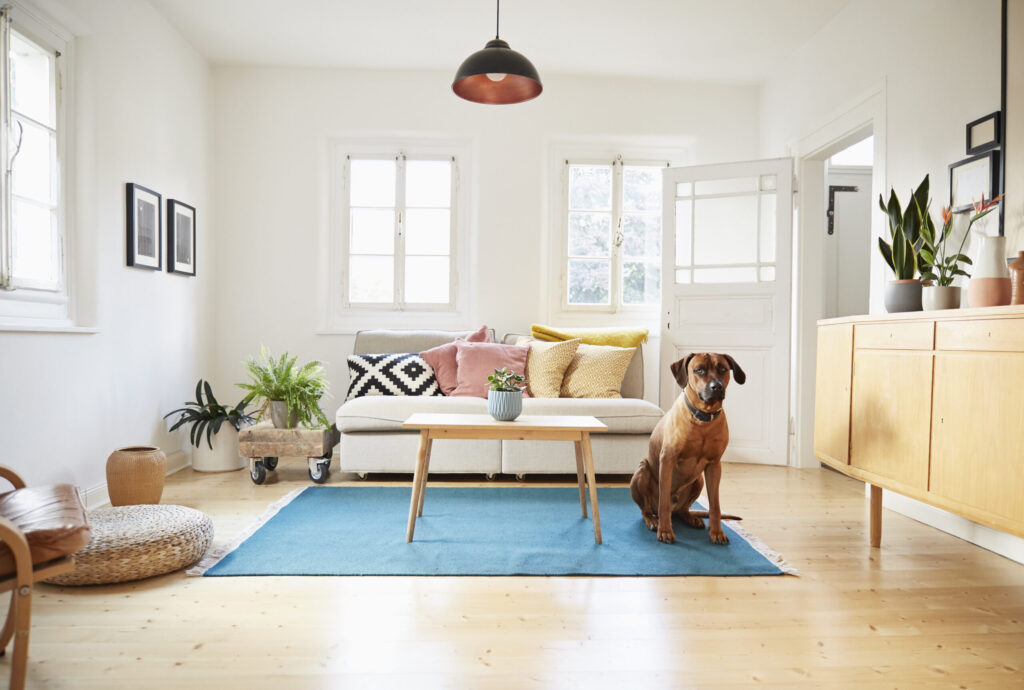 Germany, North-Rhine-Westphalia, Cologne, rhodesian ridgeback sitting in bright modern living room in an old country house
