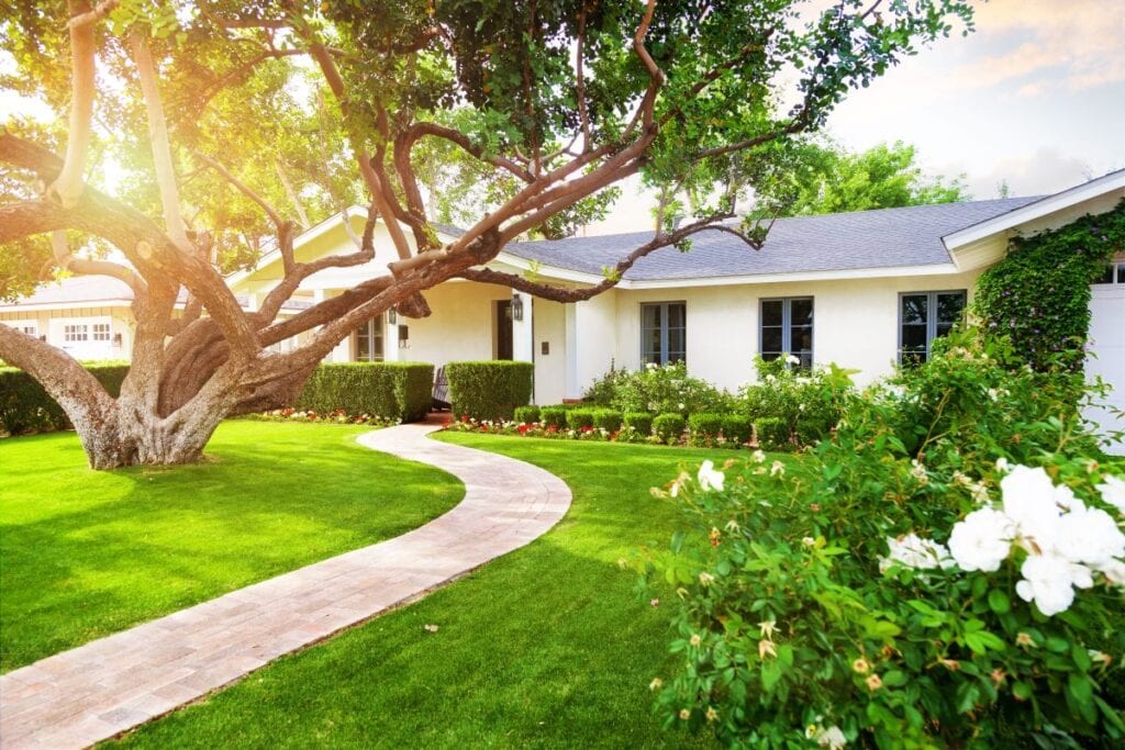 White ranch style house with beautiful landscaping, green grass, large tree, and roses