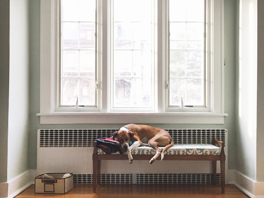 windows in three with a dog 