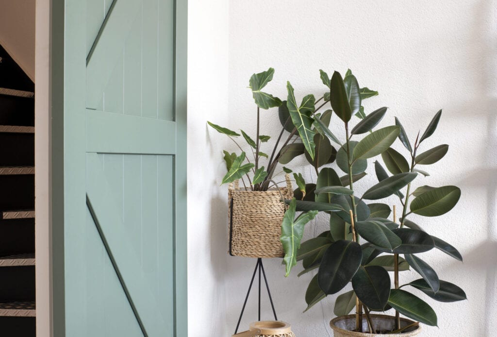 Modern living room interior with green house plants and a green sliding Barn Door. Retro modern design light