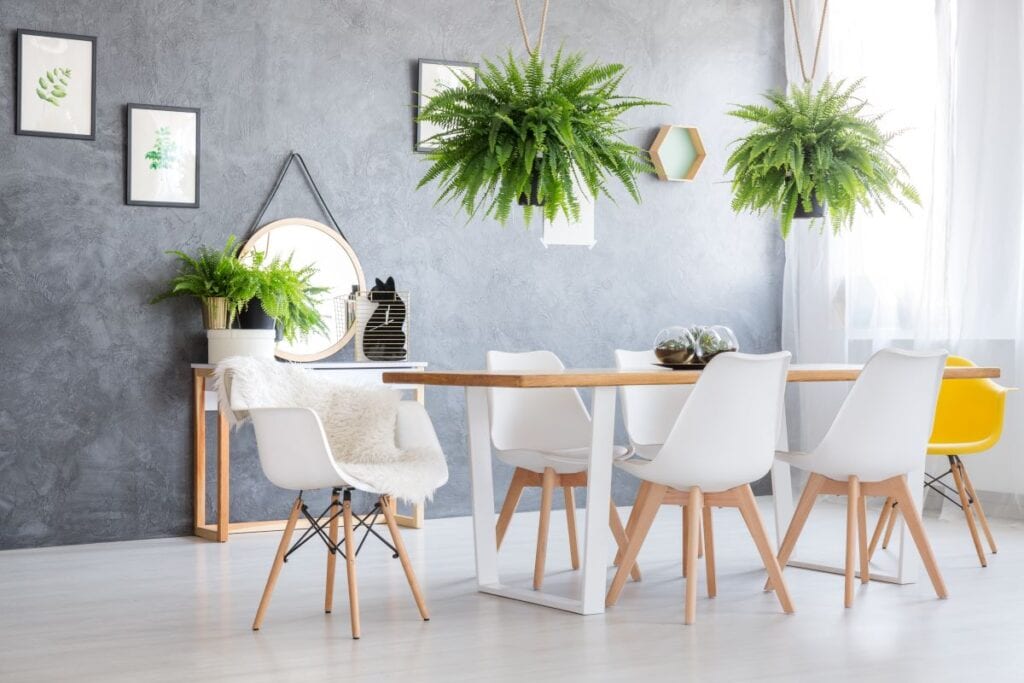Two indoor ferns hang over dining table