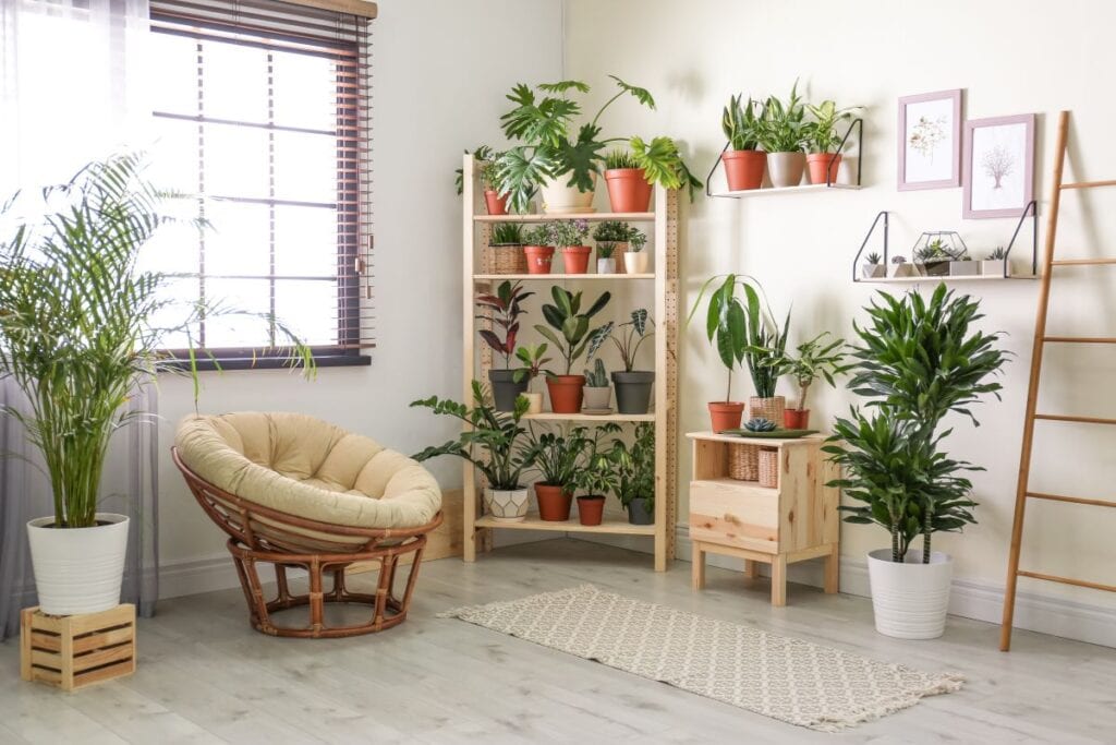 Room filled with indoor plants on shelves