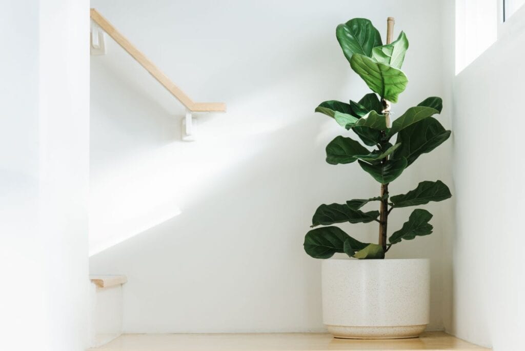 Indoor fig tree in white modern planter in the corner of a staircase