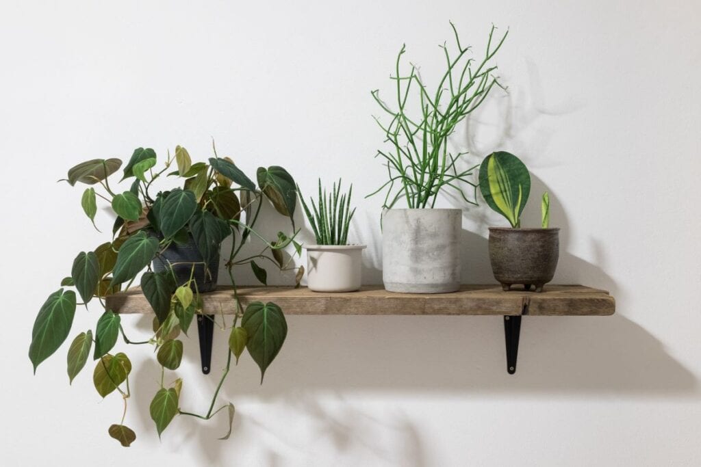 Wooden shelf with mixed house plants