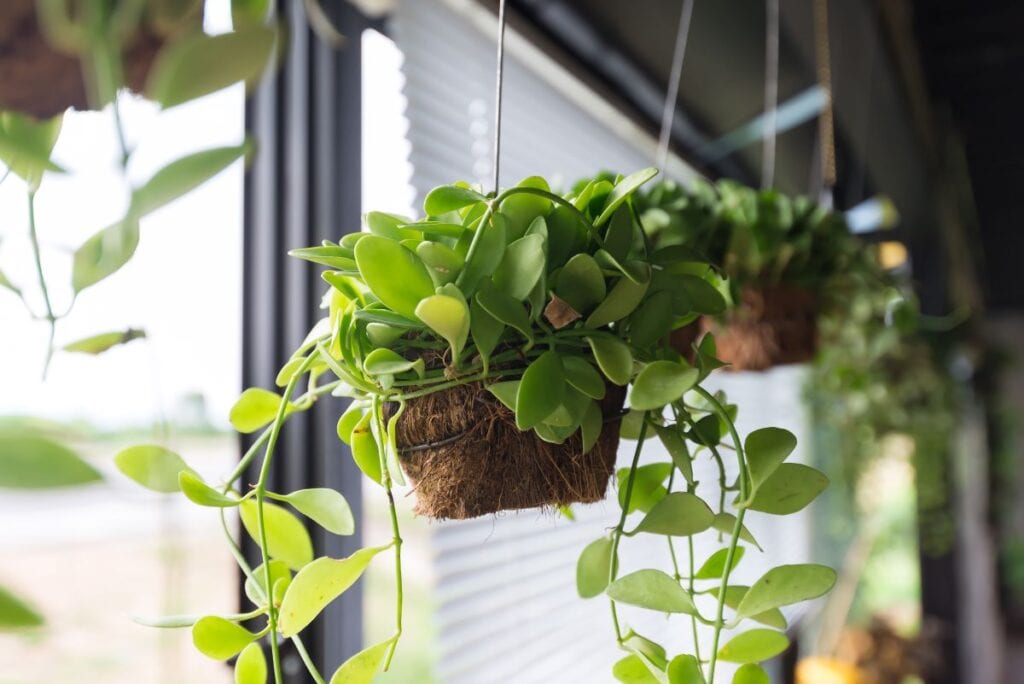 Plants hanging in window of a house