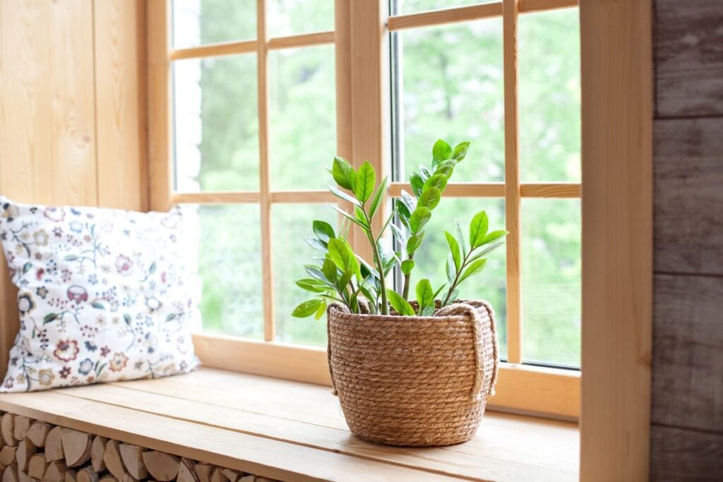 Indoor plant in basket planter on windowsill