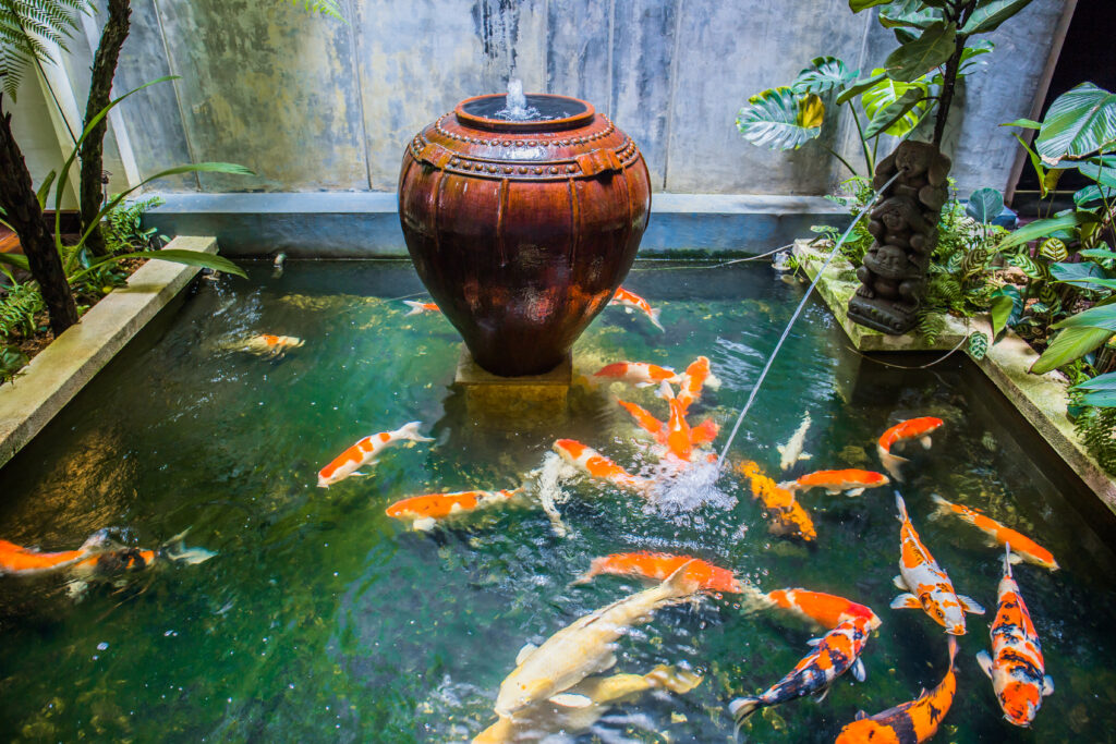 An indoor fish pond decoration with lots of Japanese Koi fish locate at a boutique hotel at Melaka, Malaysia.