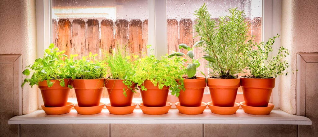 Variety of fresh herbs in terra cotta pots in a window sill. 2 shot pano