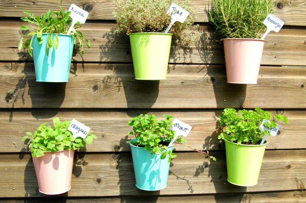 herbs in pots