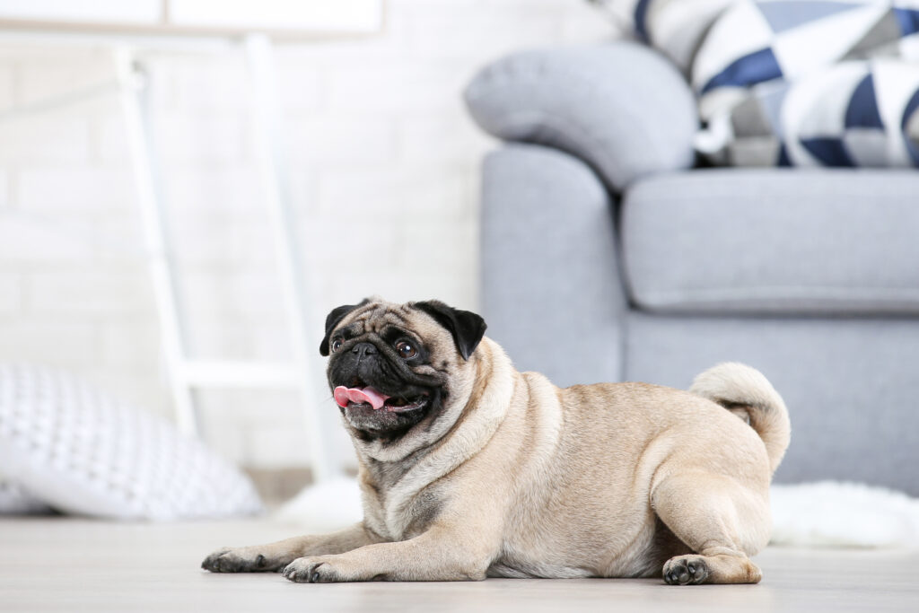 pug in apartment