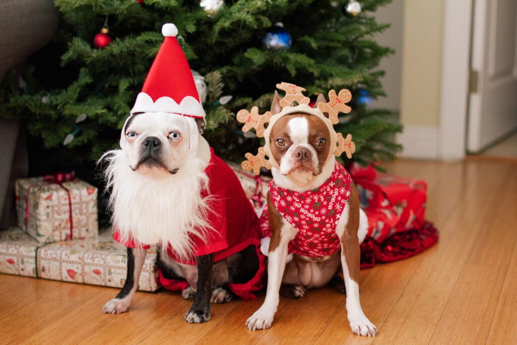 Two boston terriers in Christmas costumes in front of the Christmas tree.