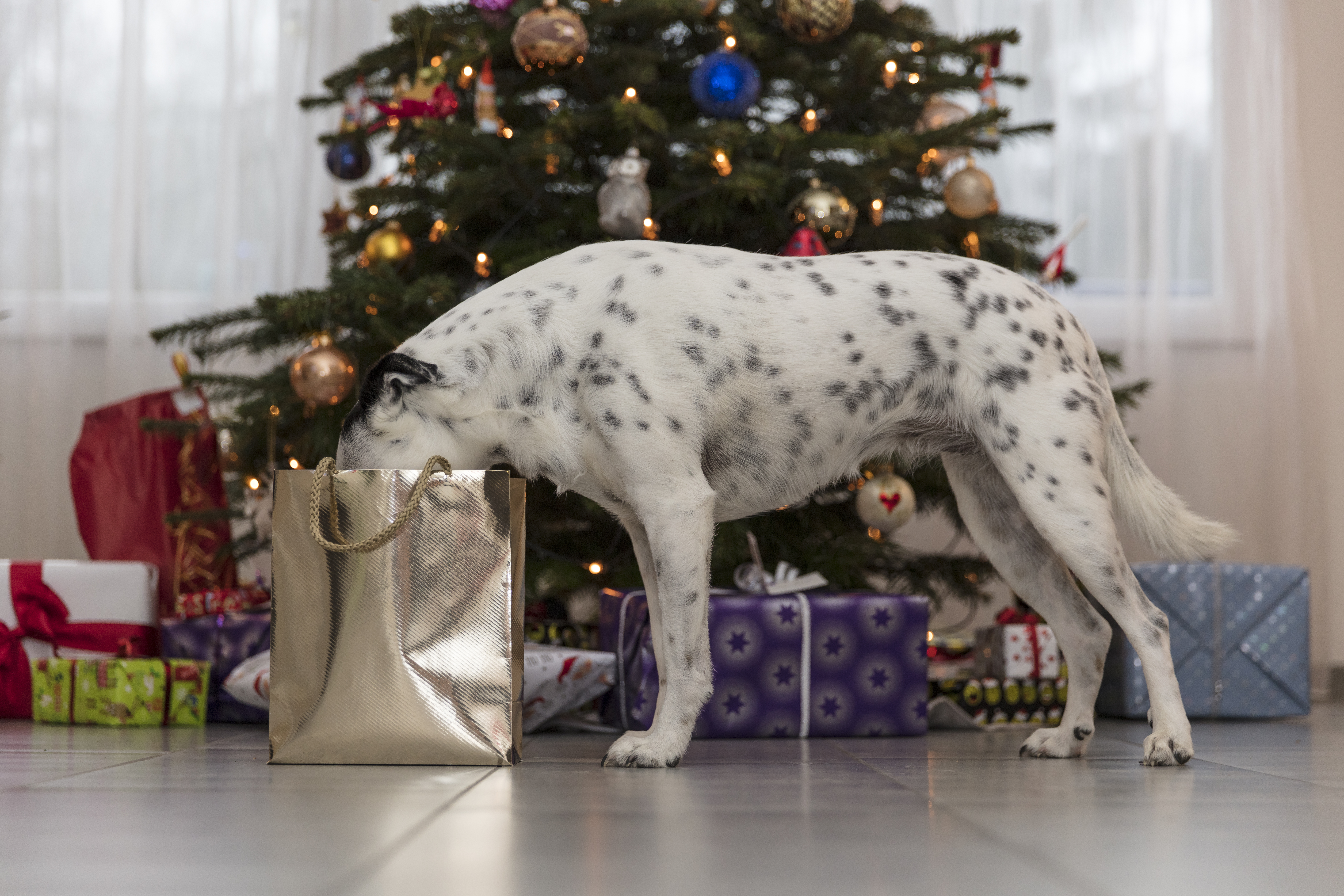 A crossbreed dog is looking into a bag with christmas presents