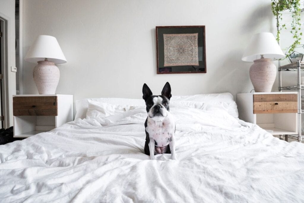 Small dog sitting on bed in minimalist room