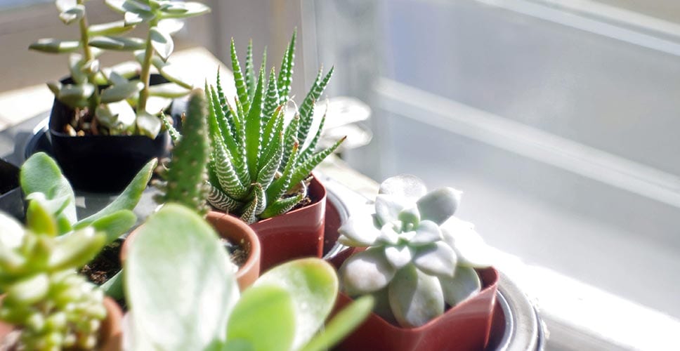 succulent plants on a balcony garden