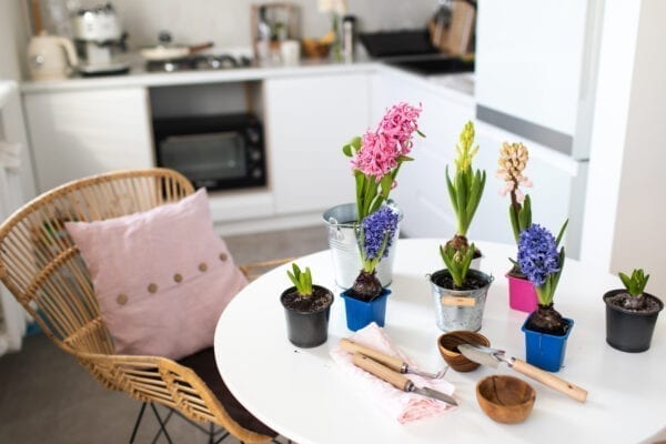 Gardening time at home. Indoor flower plants with rake and shovel on white table at home.  Spring Works. Earth Day.