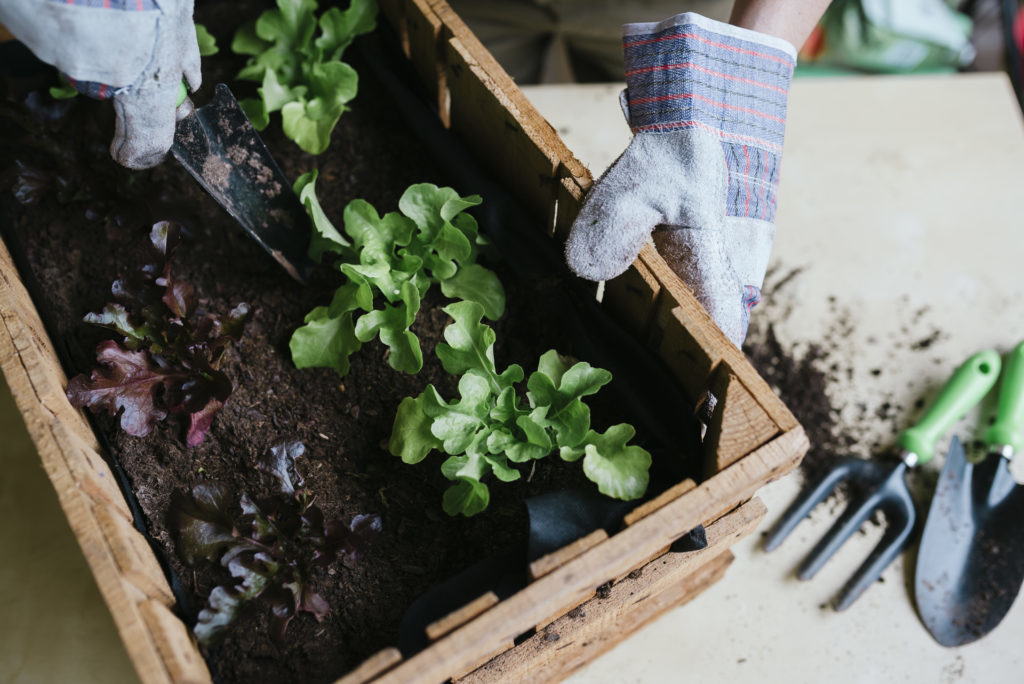 Persona plantando lechuga en una caja de madera en casa, jardín de la ciudad.