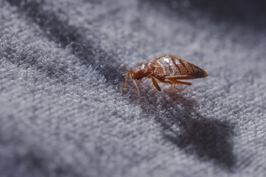 close up bed bug 