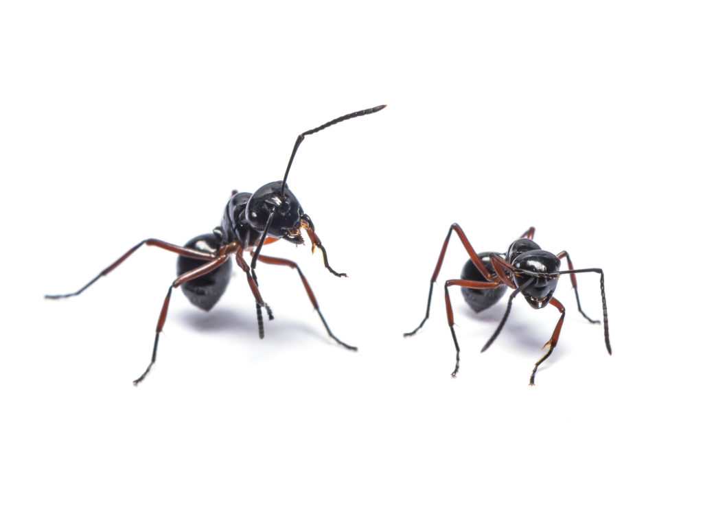 How To Get Rid Of Ants In Your House Step By Step Mymove