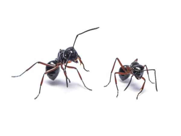 Close up photo of two black ants