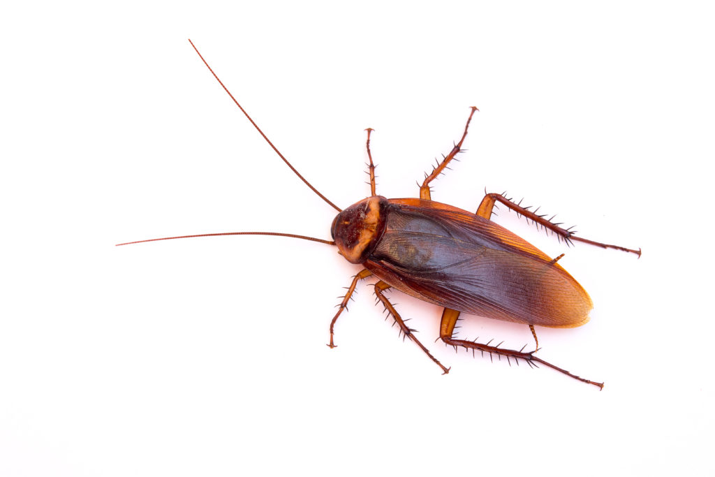 Image of cockroach from above
