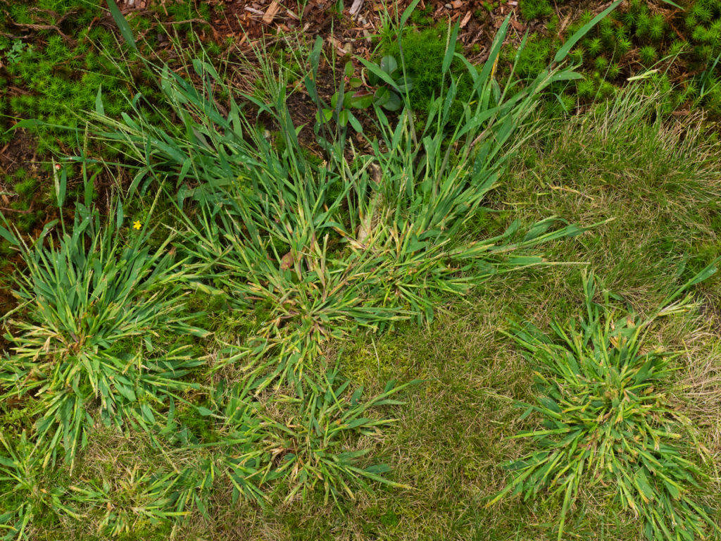 Close up photo of crabgrass weeds