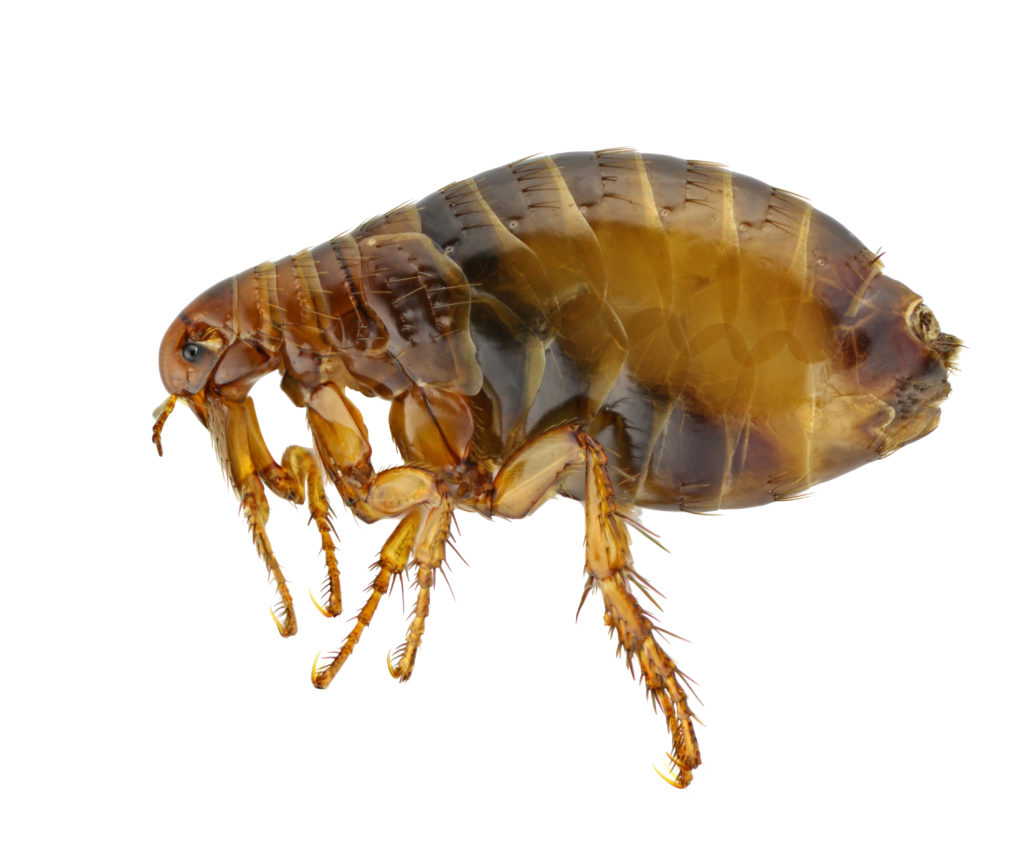 Close up image of flea