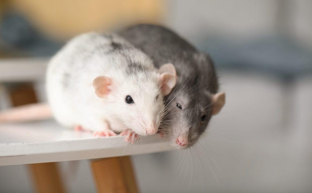 How to Get Rid of Mice in 5 Steps | MYMOVE
