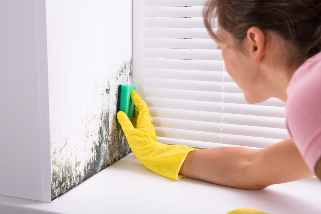 The Cost of Mold Removal Products