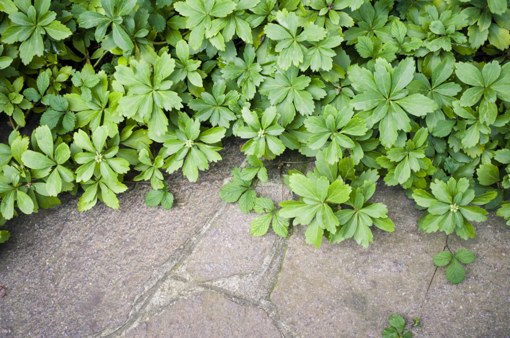 Pachysandra groundcover against gray stone