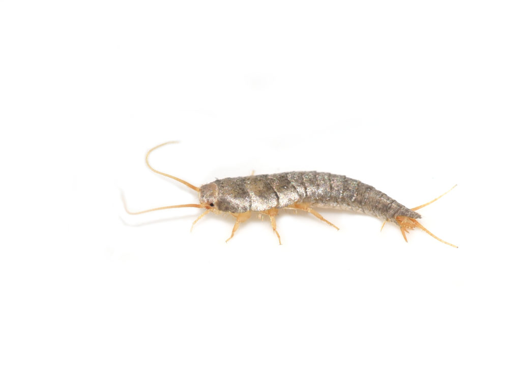 Silverfish Infestation & Control