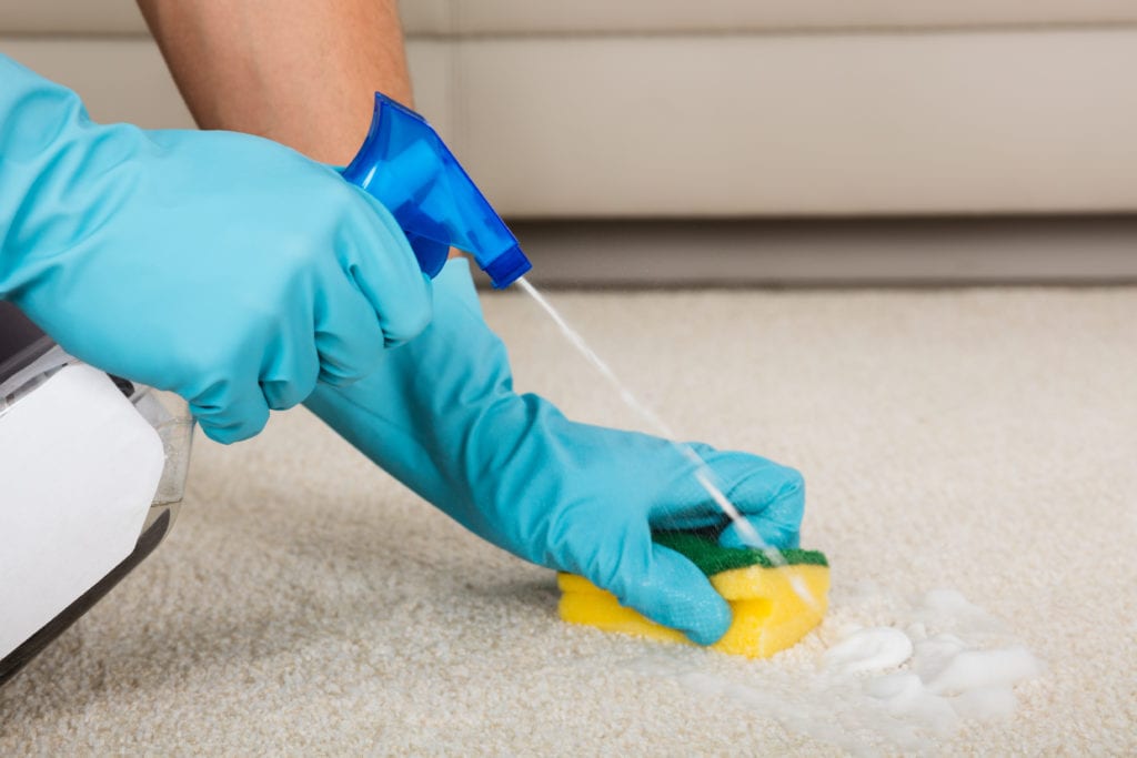 Person cleaning carpet with blue gloves, spray bottle, and sponge