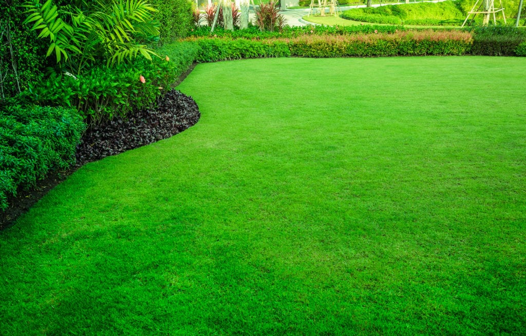 Lush green lawn