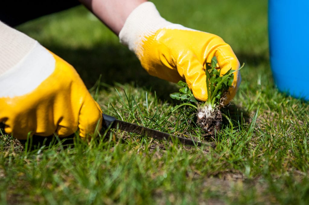 person wearing gloves and digging up weeds