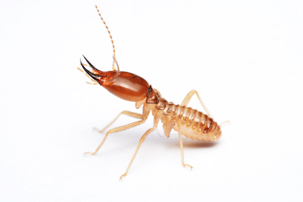 Termite close-up on white background