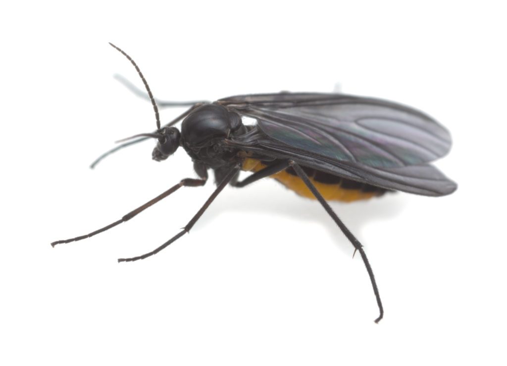 Close-up of a dark-winged fungus gnat.