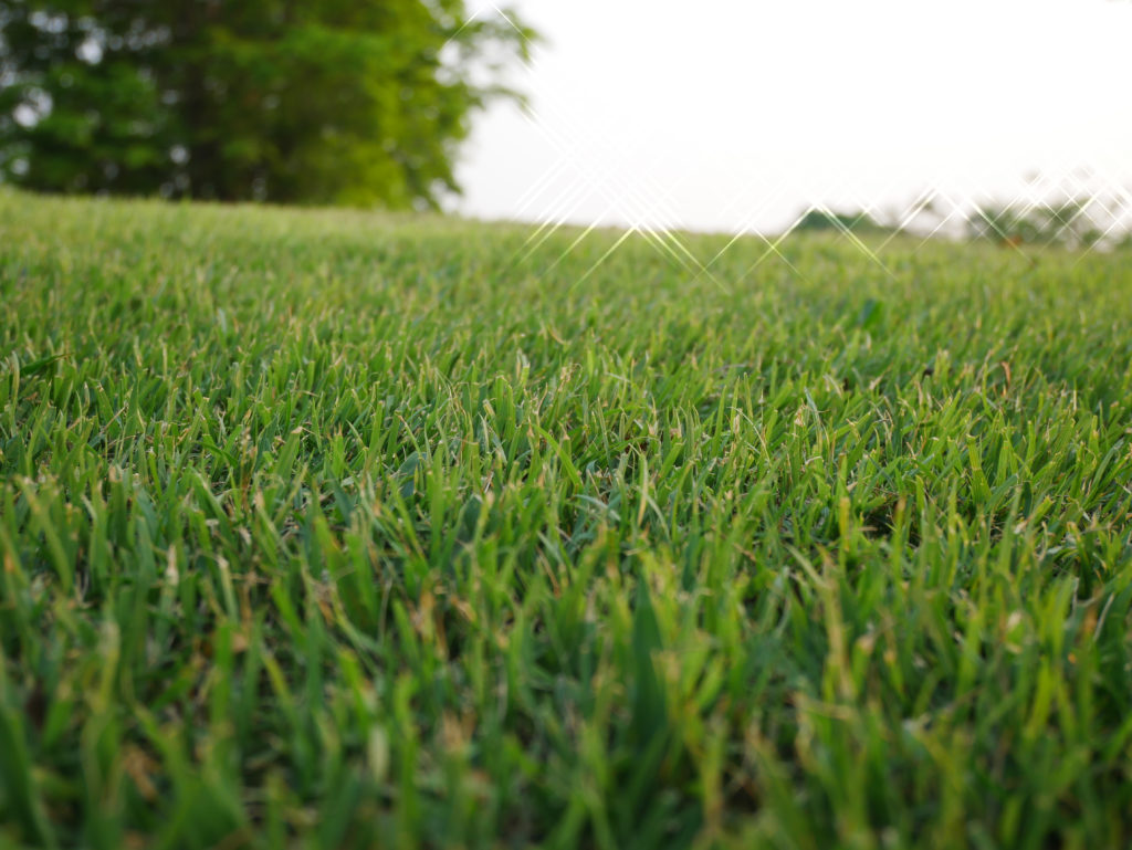 Closeup of bermuda grass lawn