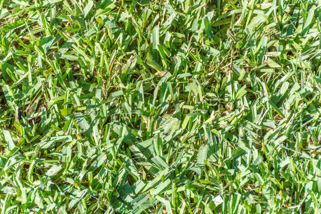 Close up photo of centipede grass