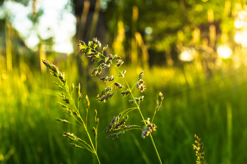 Close up of kentucky bluegrass during sunset