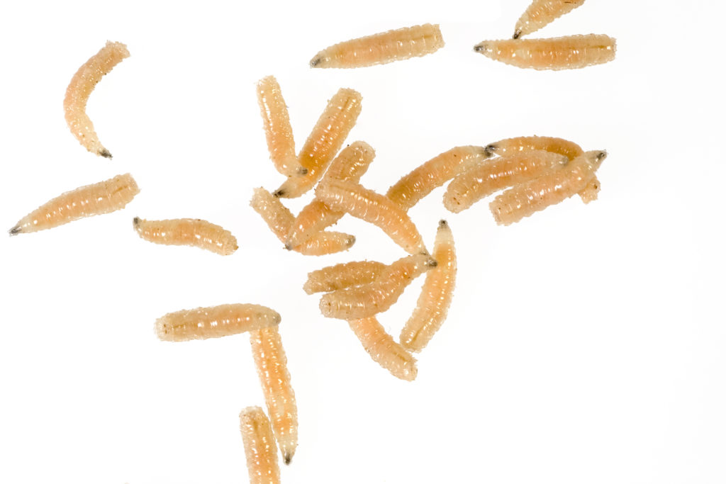 Close up photo of maggots