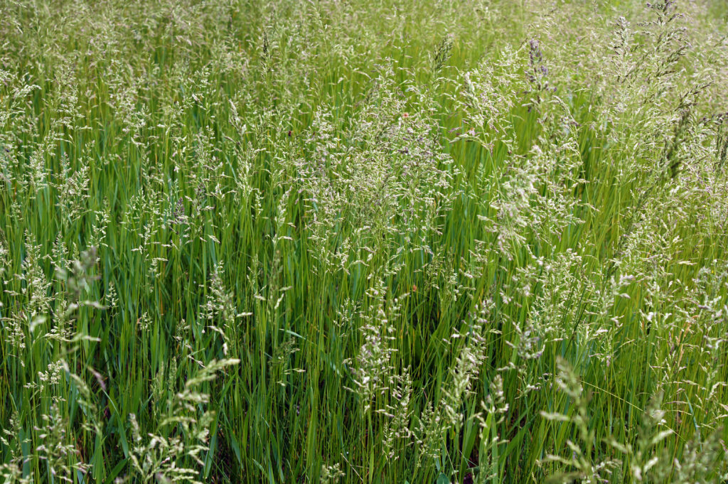 Close up photo of tall fescue grass